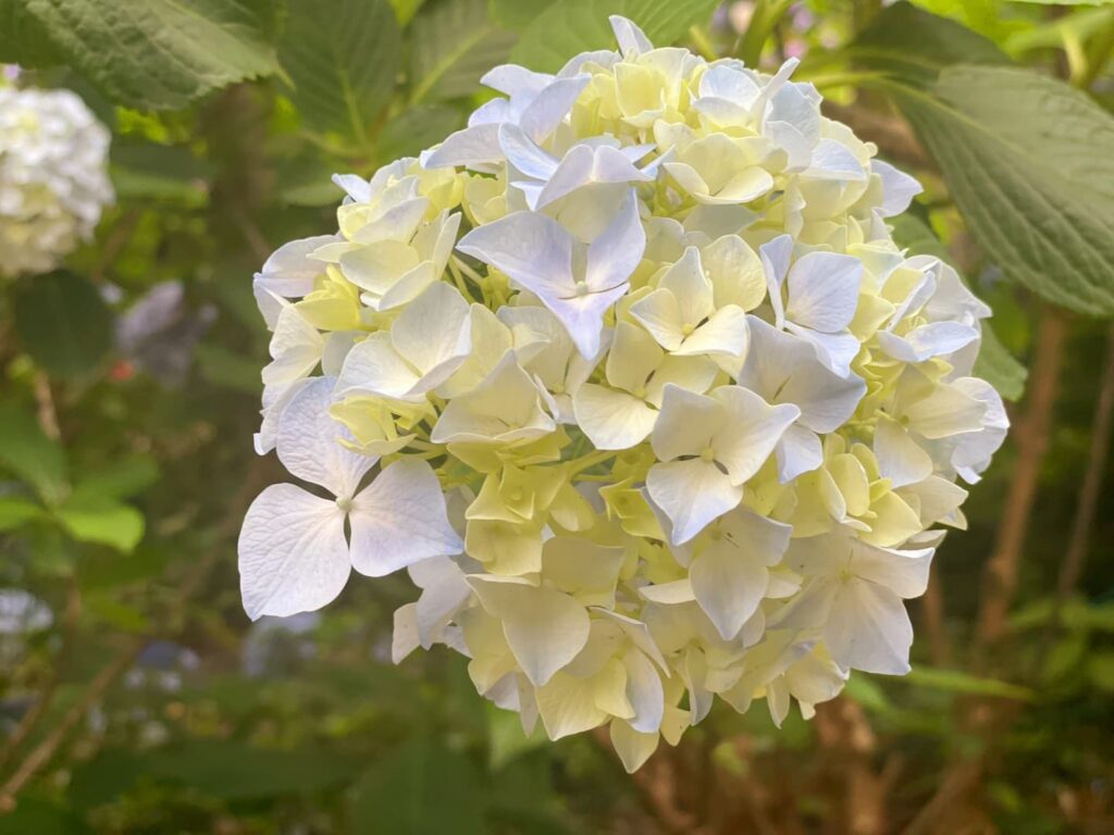 釜山景點太宗台太宗寺繡球花季