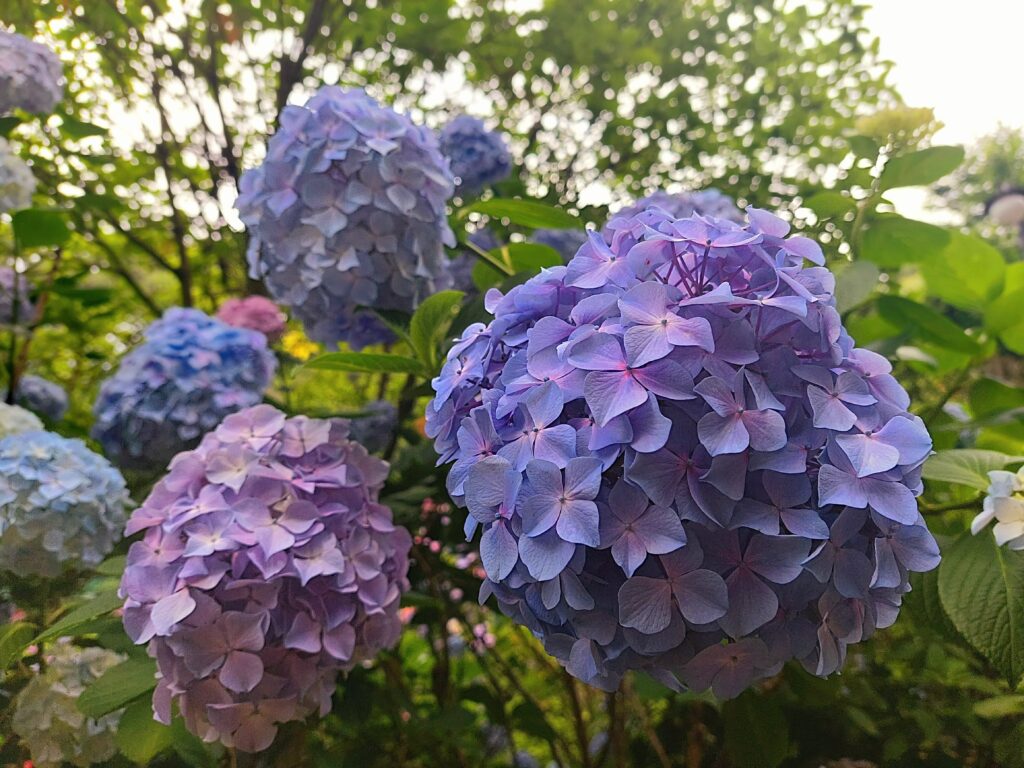 釜山景點太宗台繡球花季