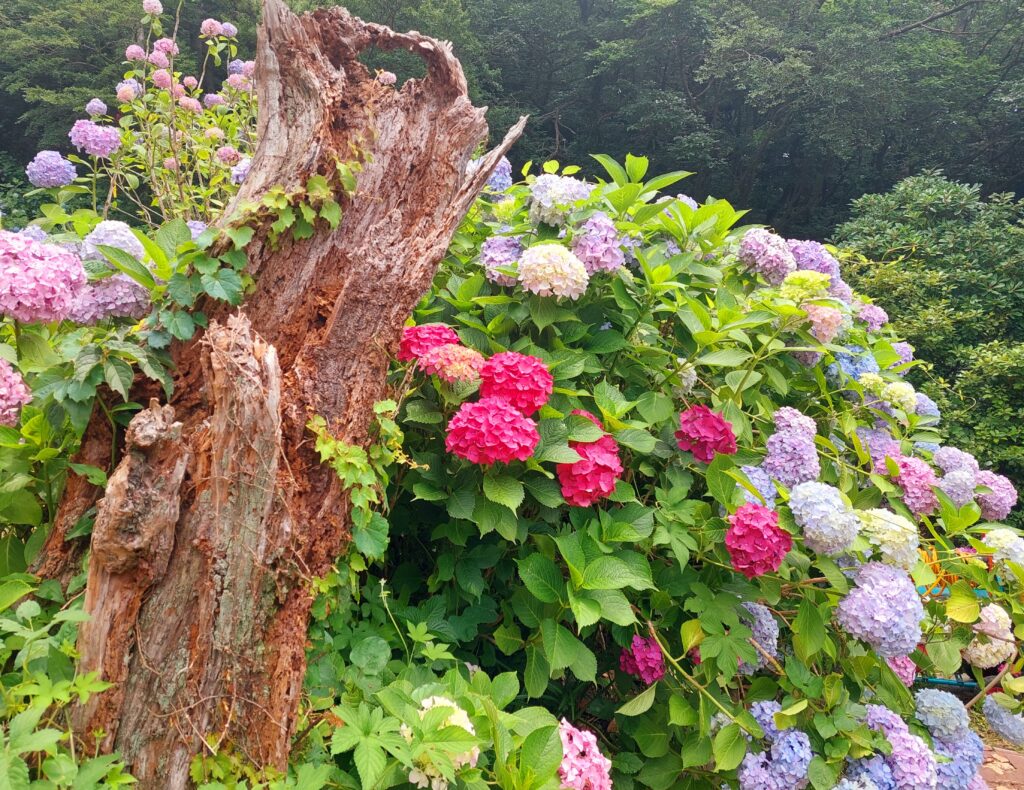 釜山景點太宗台太宗寺繡球花季