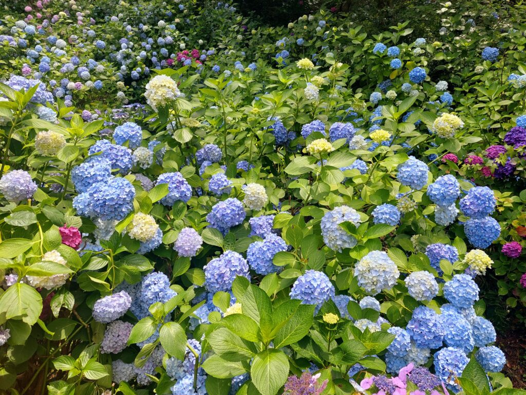 釜山景點太宗台太宗寺繡球花季