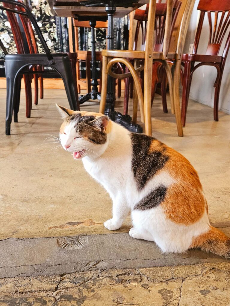  白淺文化村貓咪咖啡 Lazy Cat cafe