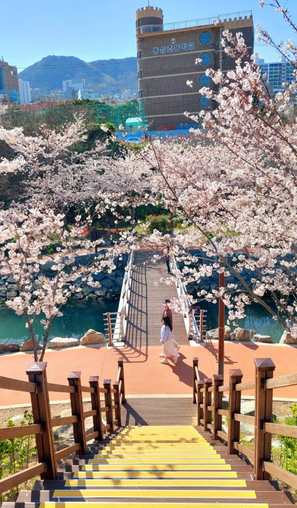 釜山影島東三海水川櫻花