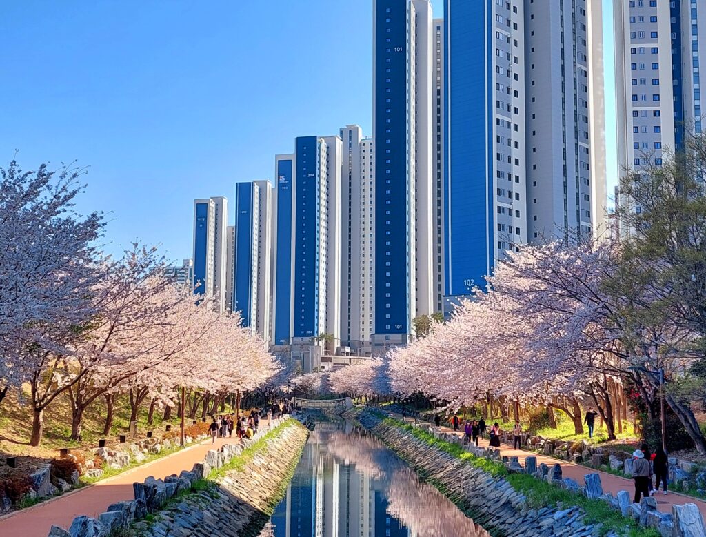 釜山影島東三海水川櫻花