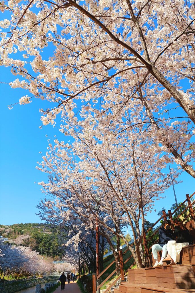 釜山影島東三海水川櫻花