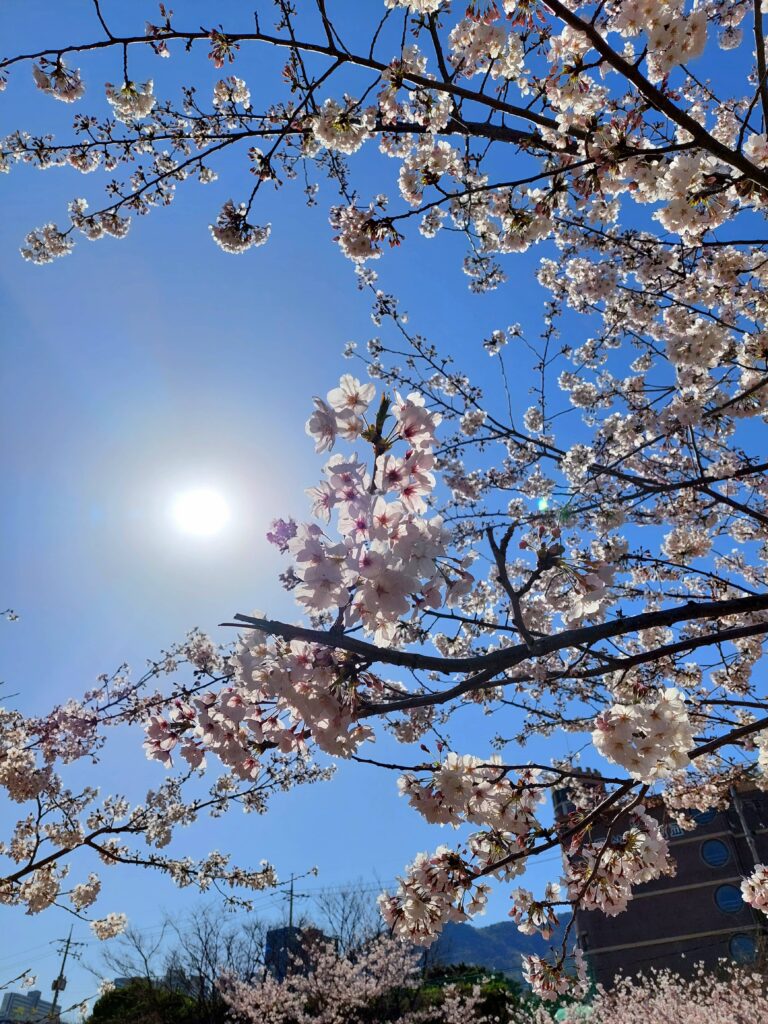 釜山影島東三海水川櫻花