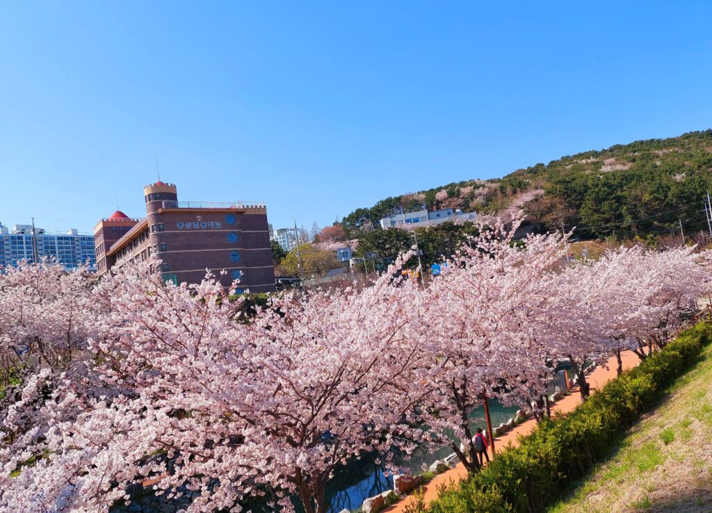 釜山影島東三海水川櫻花