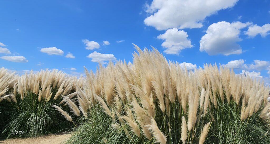 大渚生態公園대저생태공원芒花季